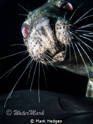 close up seal Lundy Island. by Mark Hedges 